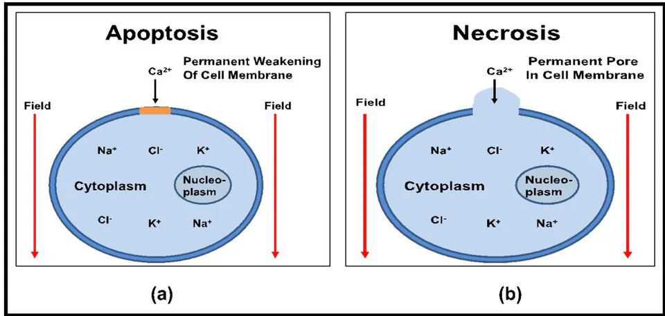Fig. 11: (a) Permanent weakening of cell membrane eventually causing cell death (Apoptosis). (b) Permanent pore formation causing rapid cell death (Necrosis).