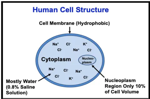 Fig. 10: Illustration of human cell-structure used for dielectric modeling.