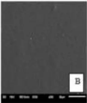 Fig. 5: Films prepared with the native manioc starch/deacetylated xanthan mixture of treatments 1 (a) and 4 (b).