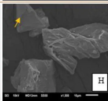 Fig. 1: Scanning Electron Micrography 1500x magnification, for neat polysaccharides and for crosslinked native manioc starch/deacetylated xanthan. (a) native manioc starch; (b) natural xanthan; (c) deacetylated xanthan; (d) T1 (starch 4.5/xanthan 0.5 to 52 min); (e) T3 (starch 4.5/xanthan 0.5 at 127 min); (f) T4 (starch 3.5/xanthan 1.5 at 127 min); (g) T6 (starch 3.3/xanthan 1.7 at 90 min); (h) T12 (starch 4.0/xanthan 1.0 at 90 min).