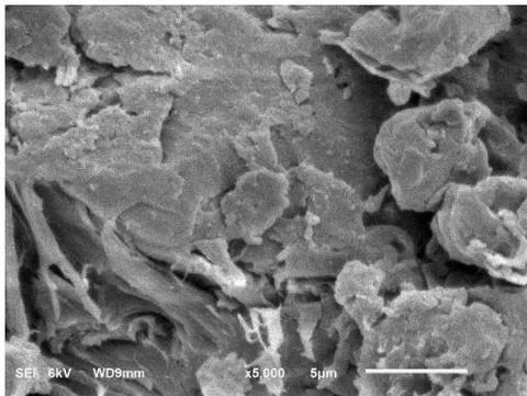 Fig. 2: Micrographs of Encapsulating Material Obtained from Guava Seeds