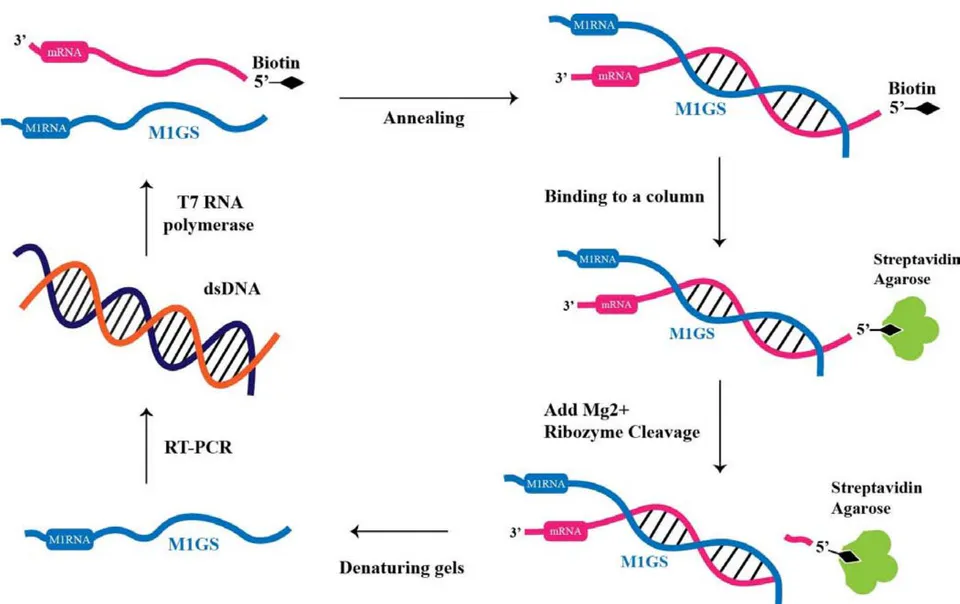 Figure 3: In Vitro Selection Procedure to Engineer RNase P Ribozyme Variants that Cleave mRNA Targets More Efficiently