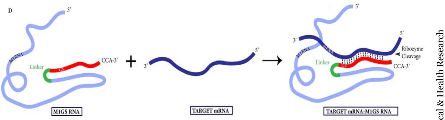 Figure 1: Substrates for bacterial RNase P and M1 RNA (A-C) Figure 2: M1GS ribozyme binding to a target mRNA