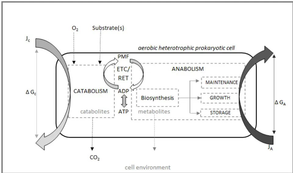 Figure 1: Systems analysis diagram for a prokaryotic cell