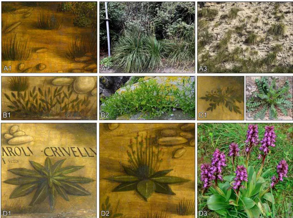 Figure 17: (A1) Turfs of reed grass in Crivelli's painting Beato Gabriele Ferretti; (A2) Turfs of reed grass Calamagrotis cf. acutiflora in the underbrush of the strawberry tree and holm oak forest at Portonovo of Monte Cònero; (A3) Turfs of reed grass growing on an outcrop of Scaglia Variegata marly limestone;(B1) Small leafed grass, probably Crithmum maritimum, aka sea fennel, in Crivelli's painting of 'Blessed Gabriele Ferretti'; (B2) Crithmum maritimum of Monte Cònero also known as 'paccasassi' in local dialect, which means rock splitter in English; (C1) A grass resembling a sow-thistle (Sonchus oleraceus) grass in Crivelli's painting of 'Blessed Gabriele Ferretti'; (C2) Sonchus oleraceus of Monte Cònero locally known as 'crispigna'; (D1) A star-shaped, flat-on-the-ground plant in Crivelli's painting of 'Blessed Gabriele Ferretti' characterized by oblong-attenuated basal leaves; (D2) The same kind of leafed plant in Crivelli's painting but with a sprout of tiny purple flowers; (D3) Orchis simian, a common spontaneous orchid of Monte Cònero.