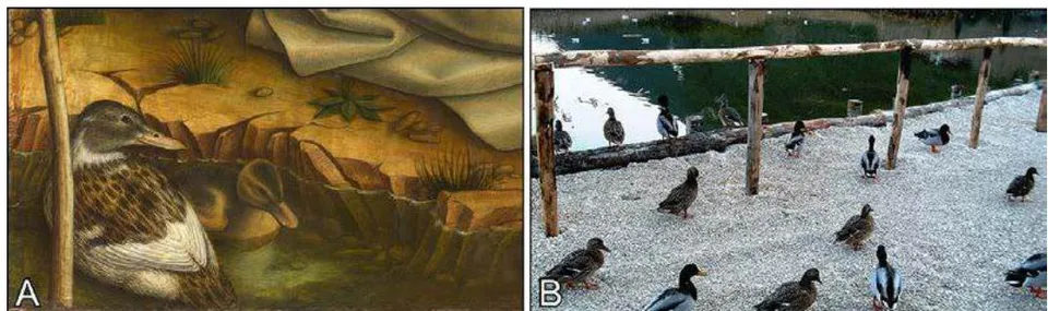 Figure 13: (A) A female mallard duck with her duckling swimming in a pond in Crivelli's painting of 'Blessed Gabriele Ferretti'; (B) Female and male mallard ducks hanging around the lake of Portonovo at the foot of Monte Cònero (Photo by Claudio Stanco, from Wikimedia Commons).