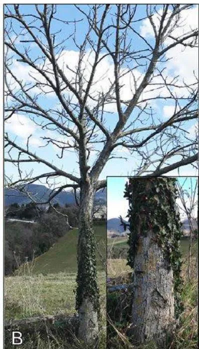 Figure 14: (A) The tall walnut tree in Crivelli's painting of Blessed Gabriele Ferretti. In the inset, a close-up image of the tree trunk wrapped by a climbing ivy; (B) A live walnut tree (Juglans regia) from a plantation in the village of Moscosi (Cingoli) with the trunk wrapped by a climbing ivy (Hedera helix).