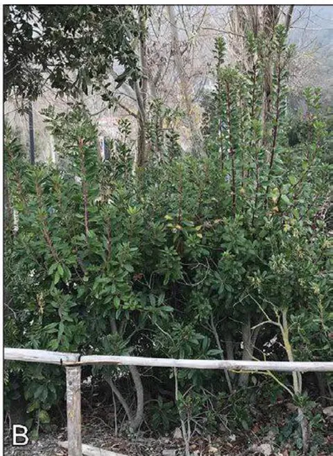 Figure 16: (A) Shrubs along the side of the San Francesco ad Alto church in Clivelli's painting of 'Blessed Gabriele Ferretti'; (B) Strawberry tree shrubs (Arbutus nuedo) in the parking lot near the lake of Portonovo at the foot of Monte Cònero.