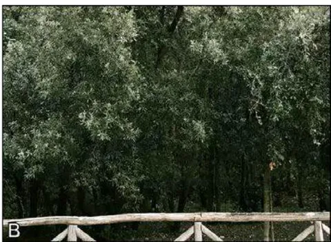 Figure 15: (A) The dark thicket of trees at the foot of the pink rocks in Crivelli's painting of 'Blessed Gabriele Ferretti'; (B) A thicket of holm oaks (Quercus ilex) near the lake of Portonovo at the foot of Monte Cònero.