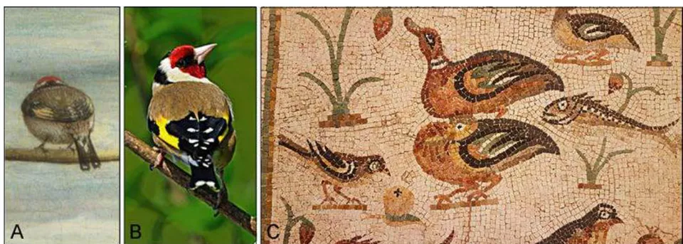 Figure 12: (A) The gold finch in Crivelli's painting of blessed Gabriele Ferretti; (B) A live European gold finch seen from the back; (C) A gold finch and 3 mallard ducks in a 1st century Roman floor mosaic.