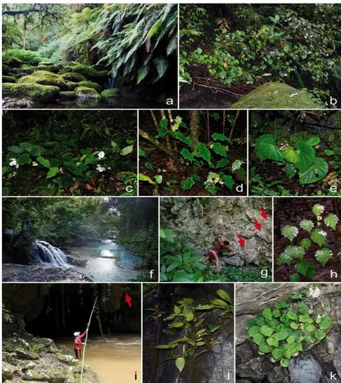 Fig. 2: Typical habitats and growth habits of Sulawesi Begonia species. (a) Stream in primary montane forest on Gunung Bawakaraeng, SW Sulawesi. (b) Begonia bonthainensis growing terrestrially on the stream bank (wider habitat shown in a). (c) Begonia sanguineopilosa growing terrestrially on the forest floor. (d) Begonia rantemarioensis growing terrestrially on the forest floor, on a steep slope. (e) Begonia ozotothrix growing terrestrially on the forest floor, at the base of a limestone boulder. (f) Stream on limestone bedrock in lowland forest close to Luwuk, eastern Central Sulawesi. (g) Vertical limestone wall at side of stream (wider habitat shown in f), red arrows indicate Begonia willemii individuals. (h) Begonia willemii growing lithophytically on a limestone wall (wider habitat shown in g). (i) Limestone karst landscape with river and cave in Matarombeo, SE Sulawesi; the red arrow indicates Begonia watuwilensis growing lithophytically on a stalactite. (j) Begonia watuwilensis growing lithophytically on limestone. (k) Begonia matarom beoensis growing lithophytically on a limestone cliff. Photo credit: a, b, f–k, Wisnu H. Ardi; c–e, Daniel C. Thomas.