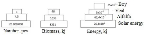 Fig. 1: Ecological Pyramids (after E.P. Odum) (not to scale)