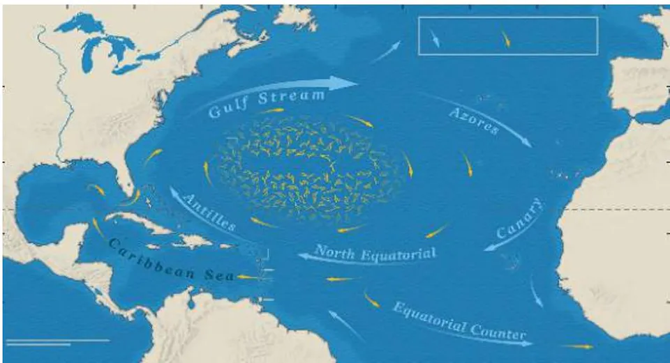 Figure 1: The North Atlantic Gyre showing where floating Sargassum seaweed is retained in the gyre