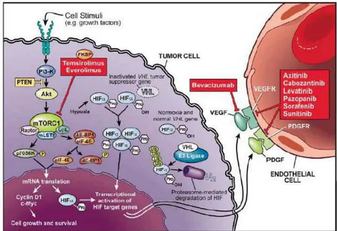 Figure 1: Cell Signalling Pathways Associated with Therapeutic Agents and their Targets for Ccrcc
