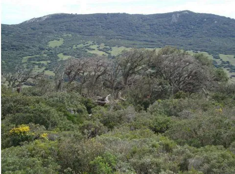 Fig. 7: Stand of trees (Quercus suber) affected by drought in the Montes de Propios de Los Barrios (Cádiz) (top) and Tarifa (Cádiz) (bottom)