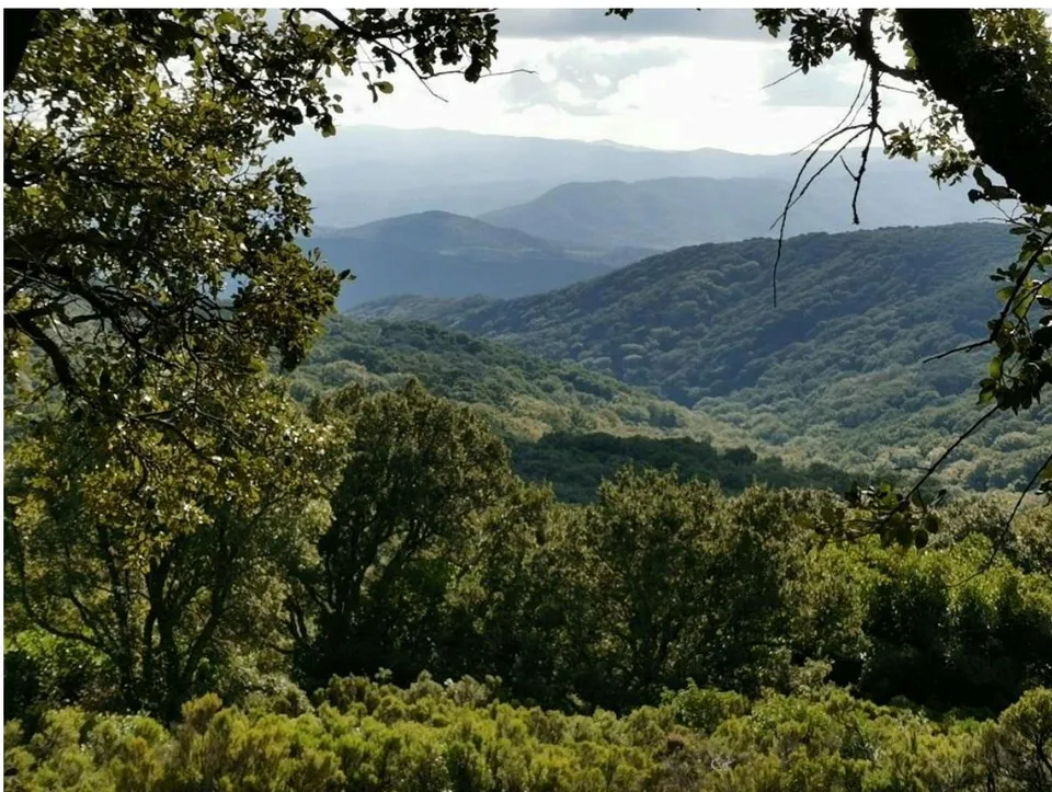 Fig. 2: Panoramic view of the Sierras del Aljibe and Campo de Gibraltar where cork oaks (Quercus suber) predominate.