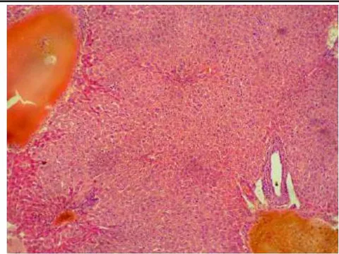 Figure 1: Histologic sections of heart excised from animals that received only distilled water (control) and those that received 300-5000mg/kg of aqueous extract of Picralima nitida show normal interlacing fascicles of cardiac myocytes/ myocardial cells v. Control (vascular congestion)