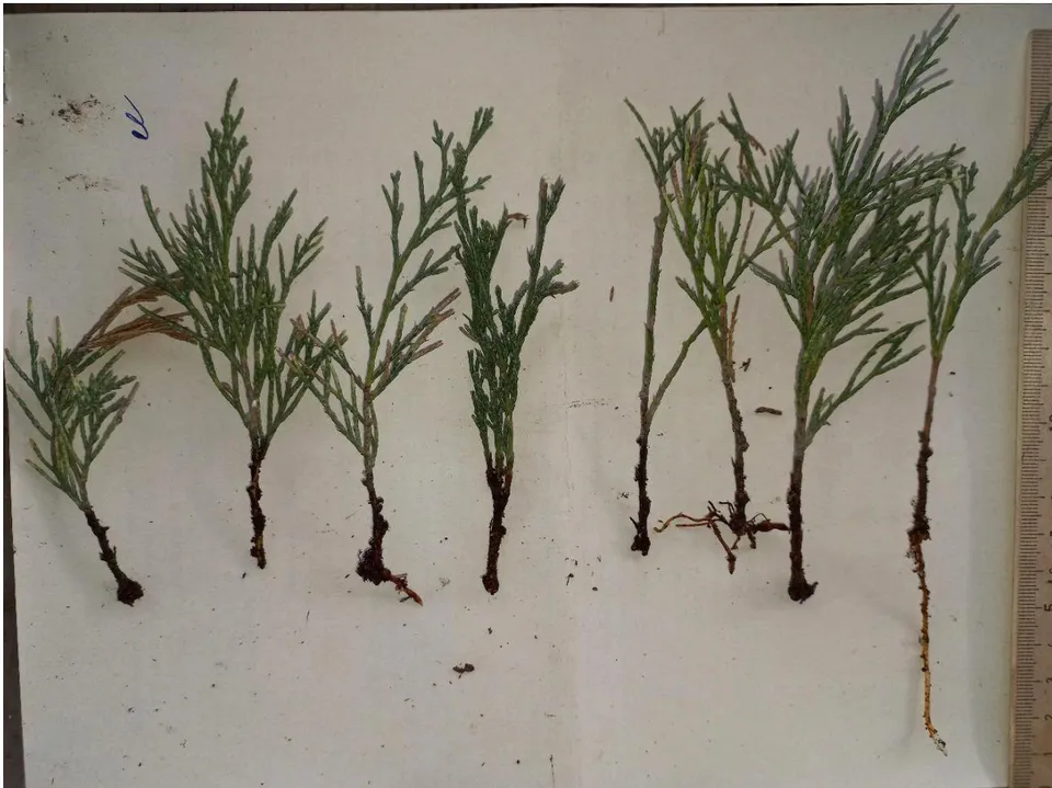Figure 1: Semi-lignified cuttings of Juníperus sabína L., control variant (rooting without treatment in growth powders). The age of the mother plants is 8 years. Planting for rooting on 04/30/2022, calculation of results - 11/04/2022