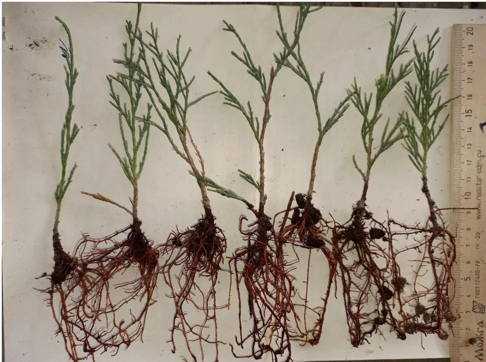 Figure 3. Semi-lignified cuttings of Juníperus sabína L., Kornevin variant. The age of mother plants is 8 years. Planting for rooting was on 30.04.2022, results were calculated on 04.11.2022.