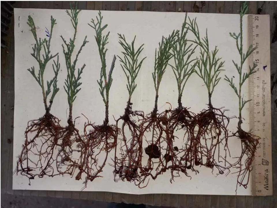 Figure 4: Semi-lignified cuttings of Cossack juniper, Kornevin:talc (1:1) variant. Mother plants are 8 years old. Planting for rooting was carried out on 04/30/2022, results were calculated on 11/04/2022.