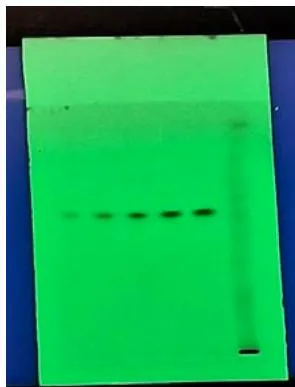 Figure 8: HPTLC Platecontaining optimized mobile phase system employed was ethyl acetate: methanol: Ethanol: wate