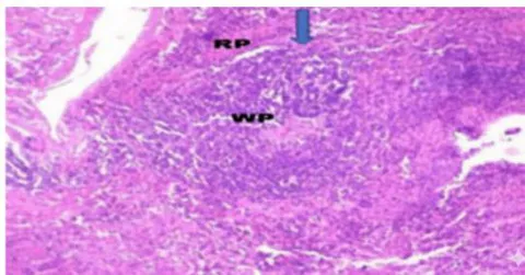 Fig. 1: Photomicrograph Showing The Red Pulp (Rp), White Pulp (Wp) And Marginal Zone (Arrow Head) Of Spleen Of Control Groups Of Pig Under Feeding Trail. H&E, 10x.