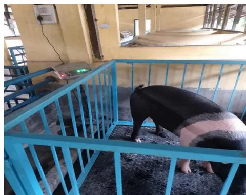 Fig. 2: Taking Body Weight in Pigs