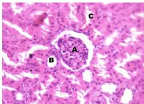 Fig. 7: Photomicrograph Showing the Bile Duct (A), Hepatic Vein (B), Hepatic Artery (C), Kuffer Cell (Arrow) and Nucleus of Hepatocytes (Arrow Head) of Liver of T3 Groups of Pig Under Feeding H & E, 40x.