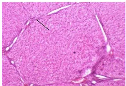 Fig 8: Photomicrograph Showing the Distinct Interlobular Connective Tissue of Liver of Control Groups of Pig Under Feeding Trail. H&E, 10x.