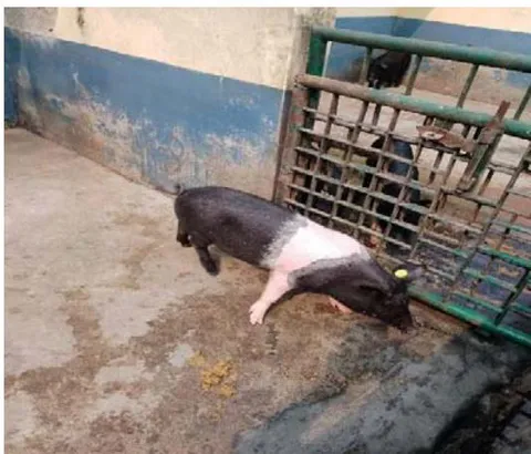 Fig. 1: HDK-75 Pig