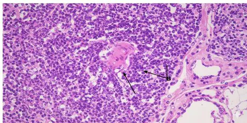 Fig. 2: Photomicrograph Showing The Red Pulp (Rp), White Pulp (Wp) And Marginal Zone (Arrow Head) Of Spleen Of T3 Treatment Groups Of Pig Under Feeding Trail. H&E, 10x. Fig. 3: Photomicrograph Showing The T-Lymphocytes (A) And B-Lymphocytes (B) Of White Pulp Of Spleen Of