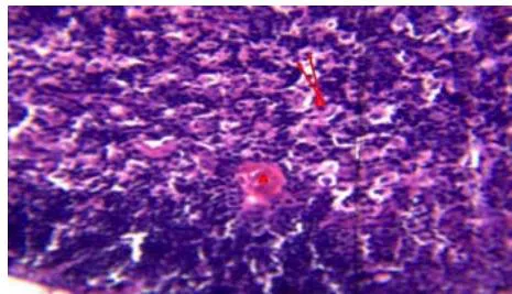 Fig. 4: Photomicrograph Showing the Cortex (A) and Medulla (B) of Thymus of Control Groups of Pig Under Feeding Trail.H&E,10x