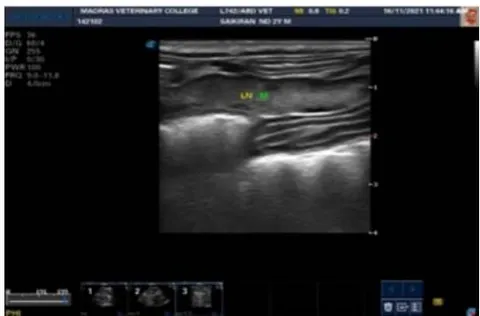 Fig. 3: Mesenteric lymph Node Enlargement in a CIE Affected Dog
