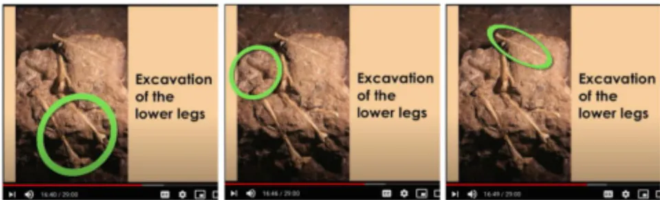 Figure 10: Screen shots of Clarke's lecture on Youtube (49), with his green circles and these spoken comments: "we uncovered the lower legs", "we uncovered the lower thigh bones", "This is the radius of a monkey"