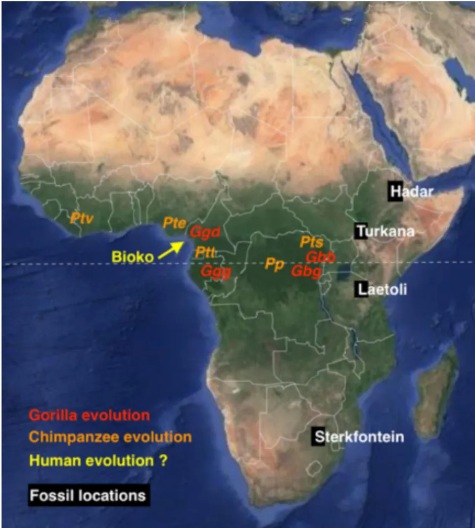Figure 1: Locations where gorillas and chimpanzees evolved. Some of the best known hominin fossils are from Hadar (Lucy), Laetoli, Turkana, and Sterkfontein (Little-Foot). Base map from Google maps.